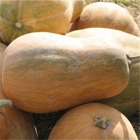 Sucrine du berry (Courge)