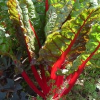 Poirée à cardes rouges « ruby chard » (Blette)