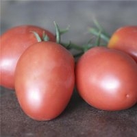 Olirose (Tomate)