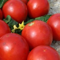 Casaque rouge (Tomate)