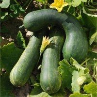 Longue nice (Courge)