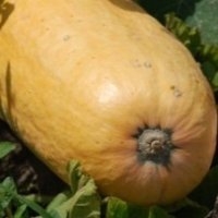 Pink jumbo banana (Courge)