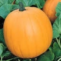 Jack'o lantern (d'halloween) (Courge)
