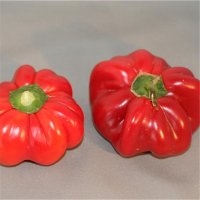Tomate (Piment)