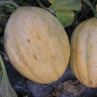 Ancien vieille france (Melon)
