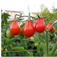 Poire rouge (Tomate)