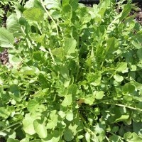 Jardin (Cresson)