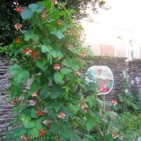 Espagne (Haricot)