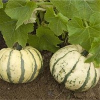 Patidou (pâte d'amande) (Courge)
