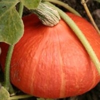 Potimarron (Potiron)