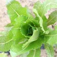 Romaine d'hiver « sainte marthe » (Laitue)