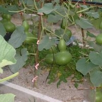 Pèlerine (Courge)