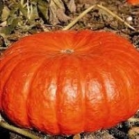 Rouge vif d'etampes (Potiron)