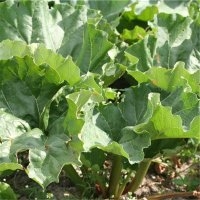 Géante (Rhubarbe)