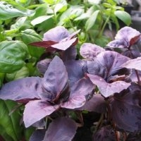 Basilic pourpre (Aromatique)