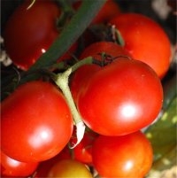 Matina (Tomate)