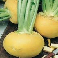 Jaune boule d'or (Navet)
