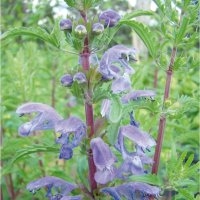 Thé des jardins (Aromatique)