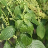 Basilic thym (Aromatique)