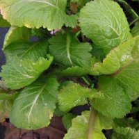 Moutarmike géant (Aromatique)