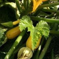 Gold rush (Courge)
