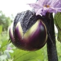 Ronvalence (Aubergine)