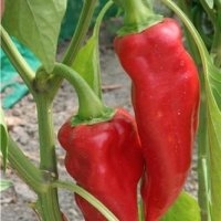 Bresse (Piment)