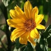 Tournesol du mexique (Courgette)