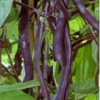 Mange-tout nain « reine des pourpres » (Haricot)