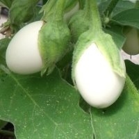 Blanche (Aubergine)