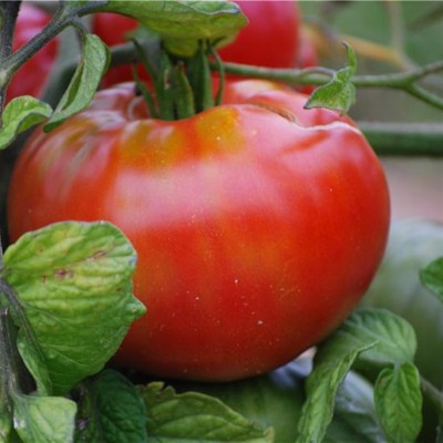 Altaisky (Tomate)