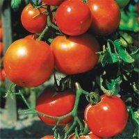 Pomme rouge (Tomate)