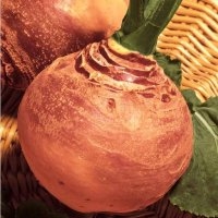 Rutabaga (Navet)