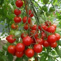 Miel du mexique (Tomate)