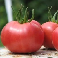 Rose berne (Tomate)