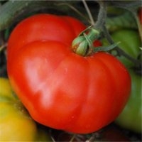 Marmande (Tomate)