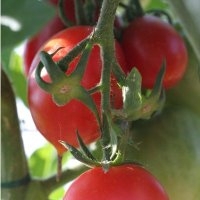 Petit coeur boeuf (Tomate)