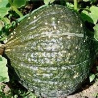 Green hubbard (Potiron)