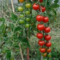 Cerise (gardener's delight) (Tomate)