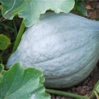 Blue hubbard (Potiron)