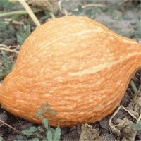 Golden hubbard (Potiron)