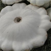 Pâtisson blanc (Courge)