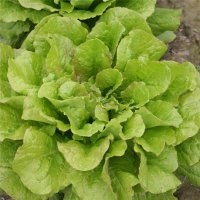 Romaine « chicon des charentes » (Laitue)