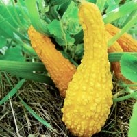 Cou tors (Courge)