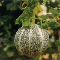 Petit gris rennes (Melon)