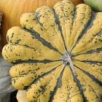 Pâtisson verruqueux panaché (Courge)