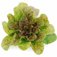Romaine chicon panachée (Laitue)