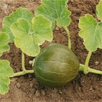Courge olive (Potiron)
