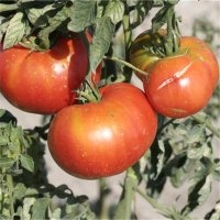 Joie la table (Tomate)