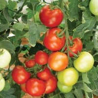 Money maker (Tomate)